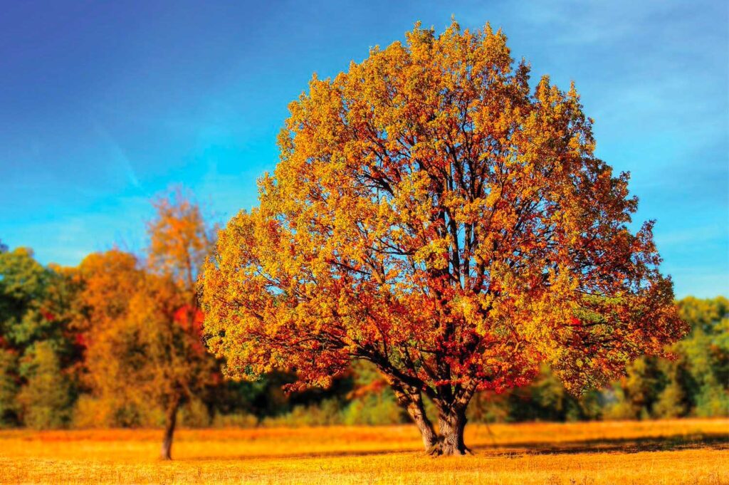 A tree with it's orange and red foliage in the fall